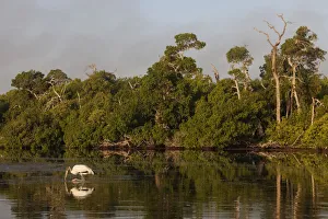 Wood Stork (Mycteria americana) feeding, Ria Lagartos Biosphere Reserve Wood Stork (Mycteria americana) feeding, Ria Lagartos Biosphere Reserve