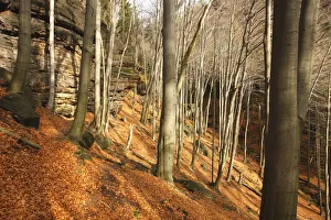 Wood on Stribrne Steny (459m) with fallen leaves on ground, Hrensko, Ceske Svycarsko Wood on Stribrne Steny (459m) with fallen leaves on ground, Hrensko, Ceske Svycarsko