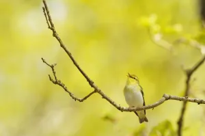 Wood Warbler (Phylloscopus sibilatrix) singing from an oak tree Wood Warbler (Phylloscopus sibilatrix) singing from an oak tree
