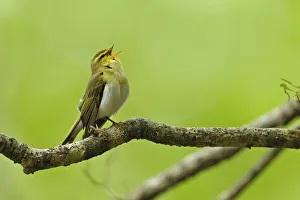 Wood Warbler (Phylloscopus sibilatrix) singing from perch. Wales, May Wood Warbler (Phylloscopus sibilatrix) singing from perch. Wales, May