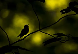 Wood warbler (Phylloscopus sibilatrix) singing whilst perched on branch Wood warbler (Phylloscopus sibilatrix) singing whilst perched on branch