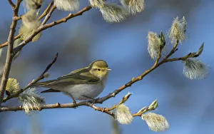 Wood warbler (Phylloscopus sibilatrix) amongst willow catkins, Finland, May Wood warbler (Phylloscopus sibilatrix) amongst willow catkins, Finland, May