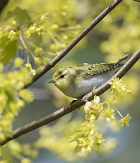 Wood warbler (Phylloscopus sibilatrix) perched on branch amongst blossom Wood warbler (Phylloscopus sibilatrix) perched on branch amongst blossom