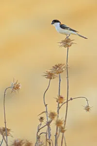 Woodchat shrike (Lanius senator) perched on thistle, Sierra de Grazalema Natural Park Woodchat shrike (Lanius senator) perched on thistle, Sierra de Grazalema Natural Park