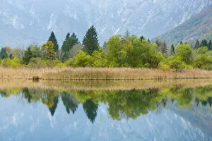 Woodland and reedbed reflected in Lake Bohinj, Triglav National Park, Julian Alps Woodland and reedbed reflected in Lake Bohinj, Triglav National Park, Julian Alps