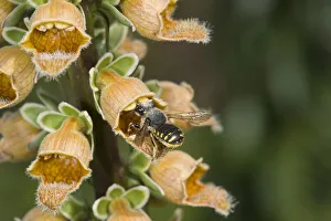Wool carder bee (Anthidium manicatum) female entering Rusty foxglove (Digitalis ferruginea) flower Wool carder bee (Anthidium manicatum) female entering Rusty foxglove (Digitalis ferruginea) flower