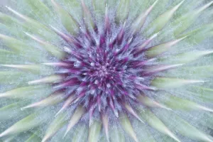 Woolly / Spear thistle (Cirsium vulgare) close-up of flower showing unopened flowerhead Woolly / Spear thistle (Cirsium vulgare) close-up of flower showing unopened flowerhead