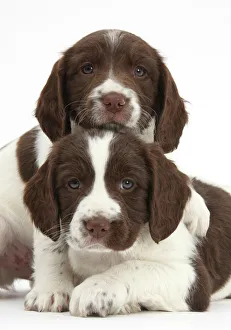 Working English springer spaniel puppies, age 6 weeks Working English springer spaniel puppies, age 6 weeks
