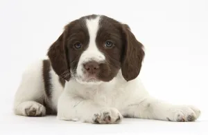 Working English Springer Spaniel puppy, age 6 weeks, lying with head up Working English Springer Spaniel puppy, age 6 weeks, lying with head up