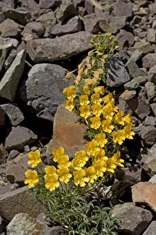 Wreath nasturtium (Tropaeolum polyphyllum) flowering amongst rocks. Paso Vergara, Chile Wreath nasturtium (Tropaeolum polyphyllum) flowering amongst rocks. Paso Vergara, Chile
