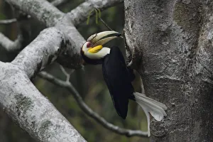 Wreathed hornbill (Aceros undulatus) male carrying berry to nest hole, Tongbiguan Nature Reserve Wreathed hornbill (Aceros undulatus) male carrying berry to nest hole, Tongbiguan Nature Reserve