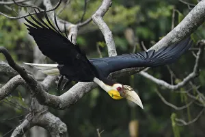 Wreathed hornbill (Aceros undulatus) taking off, Tongbiguan Nature Reserve, Dehong Prefecture Wreathed hornbill (Aceros undulatus) taking off, Tongbiguan Nature Reserve, Dehong Prefecture