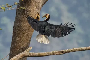 Wreathed hornbill (Rhyticeros undulatus) landing at nest hole, Yunnan province, China Wreathed hornbill (Rhyticeros undulatus) landing at nest hole, Yunnan province, China