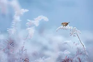 Wren (Troglodytes troglodytes) on frost covered fern, Dunham Massey, Cheshire, UK Wren (Troglodytes troglodytes) on frost covered fern, Dunham Massey, Cheshire, UK