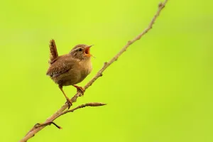 Wren (Troglodytes troglodytes) singing, early morning in spring, Broxwater, Cornwall, UK Wren (Troglodytes troglodytes) singing, early morning in spring, Broxwater, Cornwall, UK
