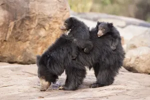 Sloth Prints: Sloth Bear Cubs on Mother's Back Print
