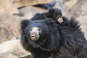 Sloth Prints: Sloth Bear Mother with Cub Print