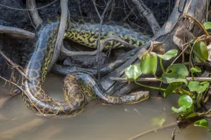 Yellow Anaconda (Eunectes notaeus) in vegetation at the edge of the Paraguay River Yellow Anaconda (Eunectes notaeus) in vegetation at the edge of the Paraguay River