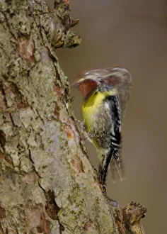 Yellow-bellied Sapsucker (Sphyrapicus varius), male drumming, long exposure, New York, USA, April Yellow-bellied Sapsucker (Sphyrapicus varius), male drumming, long exposure, New York, USA, April