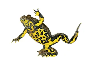 Popular themes/weird ugly creatures/yellow bellied toad bombina variegata Popular themes/weird ugly creatures/yellow bellied toad bombina variegata