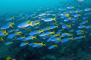 Yellow and blueback fusilier (Caesio teres) schooling over coral reef, West Papua Yellow and blueback fusilier (Caesio teres) schooling over coral reef, West Papua