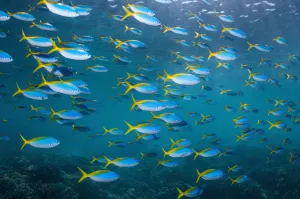 Yellow and blueback fusilier (Caesio teres) shoal, Similan Islands, Andaman Sea, Thailand Yellow and blueback fusilier (Caesio teres) shoal, Similan Islands, Andaman Sea, Thailand