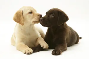 Yellow and Chocolate Labrador Retriever puppies Yellow and Chocolate Labrador Retriever puppies