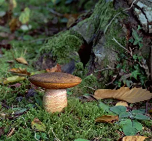 Yellow-crackling bolete fungus (Leccinum crocipodium) Tollymore Forest, County Down Yellow-crackling bolete fungus (Leccinum crocipodium) Tollymore Forest, County Down