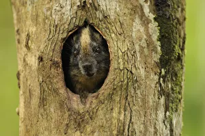 Yellow-crowned brush-tailed rat / Cono-cono {Isothrix bistriata} in tree hollow Yellow-crowned brush-tailed rat / Cono-cono {Isothrix bistriata} in tree hollow
