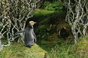 Images Dated 19th July 2004: Yellow-eyed penguin in forest {Megadyptes antipodes} Enderby Island, Auckland Is