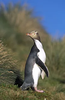 Yellow-eyed Penguin (Megadyptes antipodes) walking to nest hidden inland in dense vegetation Yellow-eyed Penguin (Megadyptes antipodes) walking to nest hidden inland in dense vegetation