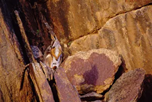 Yellow-footed rock wallaby {Petrogale xanthopus} South Australia Yellow-footed rock wallaby {Petrogale xanthopus} South Australia