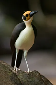 2014 highlights/yellow headed picathartes white necked rockfowl 2014 highlights/yellow headed picathartes white necked rockfowl