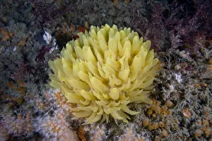Yellow hedgehog sponge (Polymastia boletiformis) underwater, Channel Isles, UK, June Yellow hedgehog sponge (Polymastia boletiformis) underwater, Channel Isles, UK, June