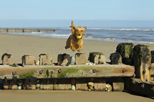 Yellow Labrador jumping breakwater, Norfolk. April Yellow Labrador jumping breakwater, Norfolk. April