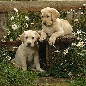 Two Yellow Labrador puppies resting at a stile, 9 weeks old Two Yellow Labrador puppies resting at a stile, 9 weeks old