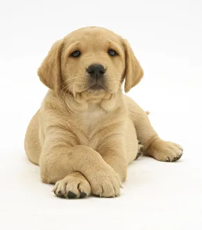 Yellow Labrador Retriever pup, 8 weeks, lying with paws crossed Yellow Labrador Retriever pup, 8 weeks, lying with paws crossed