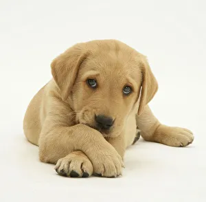 Yellow Labrador retriever puppy lying with paws crossed, 8 weeks Yellow Labrador retriever puppy lying with paws crossed, 8 weeks