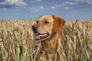 Yellow Labrador and in wheat field, Norfolk, August Yellow Labrador and in wheat field, Norfolk, August