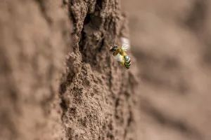 Yellow legged mining bee (Andrena flavipes) female at nest burrow, River Monnow, Monmouthshire Yellow legged mining bee (Andrena flavipes) female at nest burrow, River Monnow, Monmouthshire