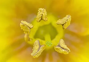 Yellow loosestrife (Lysimachia punctata) close up of stamens, County Down, Northern Ireland. July Yellow loosestrife (Lysimachia punctata) close up of stamens, County Down, Northern Ireland. July