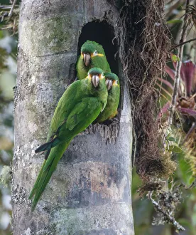 Yellow-plumed parakeets (Leptosittaca branickii) at nest cavity in wax palm stump Yellow-plumed parakeets (Leptosittaca branickii) at nest cavity in wax palm stump