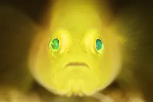 Yellow pygmy goby (Lubricogobius exiguus) portrait, Kashiwajima, Japan Yellow pygmy goby (Lubricogobius exiguus) portrait, Kashiwajima, Japan