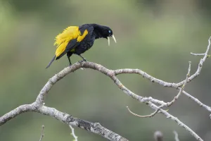 Yellow-rumped cacique (Cacicus cela) calling, Madidi NP, Bolivia Yellow-rumped cacique (Cacicus cela) calling, Madidi NP, Bolivia