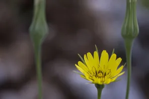 Yellow salsify (Tragopogon dubius) flower, Lake Skadar National Park, Montenegro Yellow salsify (Tragopogon dubius) flower, Lake Skadar National Park, Montenegro