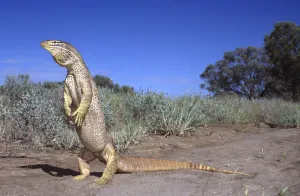 Yellow spotted monitor standing threat display {Varanus panoptes panoptes} Queensland Yellow spotted monitor standing threat display {Varanus panoptes panoptes} Queensland