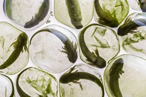 Yellow-spotted salamander eggs (Ambystoma maculatum) showing symbiosis with green algae Yellow-spotted salamander eggs (Ambystoma maculatum) showing symbiosis with green algae