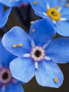 Yellow springtails (Symphypleona) on Forget-me-not flower (Myosotis) Zillertal Alps Yellow springtails (Symphypleona) on Forget-me-not flower (Myosotis) Zillertal Alps
