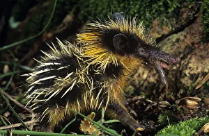Yellow streaked tenrec (Hemicentetes semispinosum) feeding on a worm, Maroansetra Yellow streaked tenrec (Hemicentetes semispinosum) feeding on a worm, Maroansetra