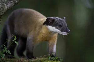 Yellow-throated marten (Martes flavigula) foraging, Taiwan Yellow-throated marten (Martes flavigula) foraging, Taiwan